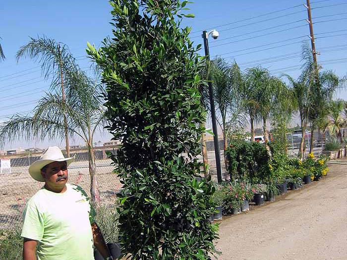 Ficus nitida column